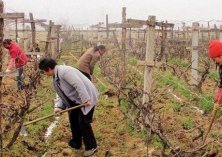 春季葡萄种植的施肥“七错误”要避免