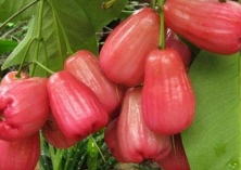 莲雾的保鲜技术