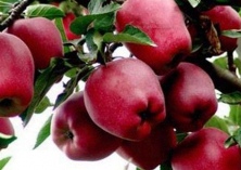 石榴大量上市竞争激烈