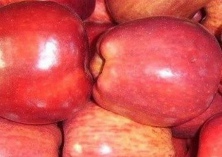 青梅种植的整形修剪