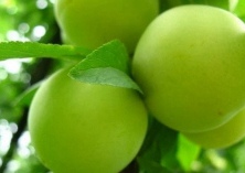 杏种植蚧壳虫的防治