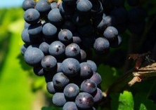 葡萄采收后的管理