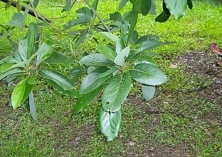 牛油果的生态习性