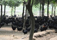 乌鸡养殖技术分析
