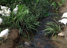 台湾吕清源等到泰和县考察乌鸡产业