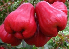 琼海市种植莲雾带动农民增收