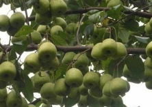 三种山楂害虫的综合防治方法