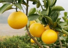 柚子种植的整形修剪 柚子种植的整形修剪
