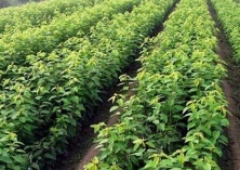 樱桃树种植技术