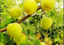 史店乡种植红梅杏