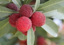 杨梅的清洗方法