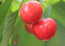 河南中牟樱桃树夏季修剪技术要点