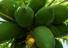 木瓜种植的幼林管理