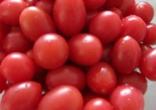 卢龙试种绿色圣女果获成功