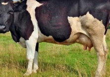 奶牛牛球虫病防治