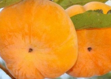 富平县柿促农民增收致富