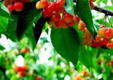 泰山区规模经营带来樱桃丰收