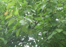 青梅精的作用是什么？