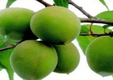 青梅扦插育苗技术