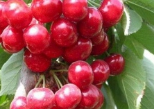 荔枝长时间保鲜的方法