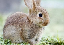 上海建兔子农园“十一”已试开放