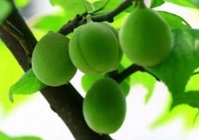 青梅经期可以吃吗