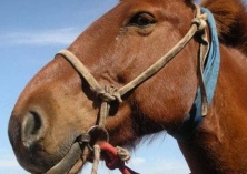 69团团场职工养马增收致富