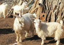 福建泉州现4米长蟒蛇吃山羊