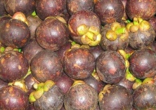 山竹笋的高产栽培技术