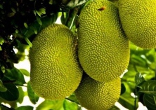 菠萝蜜产业还需加蜜