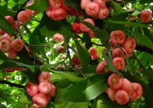 番荔枝的生物学特性