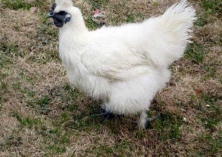 乌鸡的功效和作用