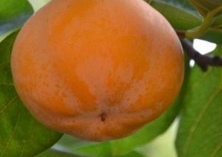 天津蓟县磨盘柿子大丰收