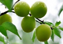 青梅的保健功能