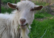 陈三福的科学养山羊致富之道