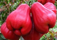 莲雾与蒲桃东方果实蝇