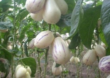 西游记中的人参果现身菜博会