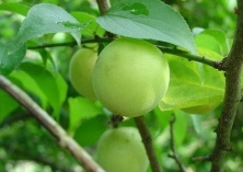青梅的施肥技术