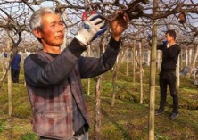 葡萄冬季怎么种才能长得好？这几个要点别忽略