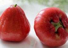 莲雾果腐病防治