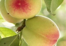 桃果实肉质调控重要基因