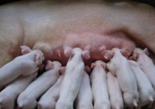 维护猪胃肠道健康的主要技术措施