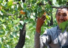 新疆轮台县引来电商助农“杏”福到家