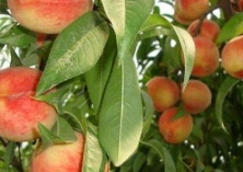 桃花的栽培技巧