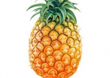 凤梨种植的栽培技术