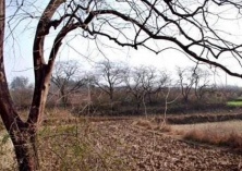 柿子树冬季虫害防治