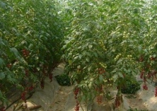 陵水扶持圣女果育苗每株补农民5毛钱