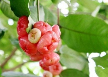 莲雾的功效与作用（经常食用莲雾可降血压）