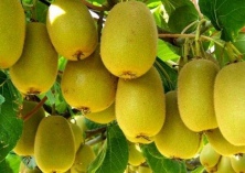 猕猴桃种植的插根育苗