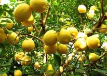 柠檬病害的防治方法